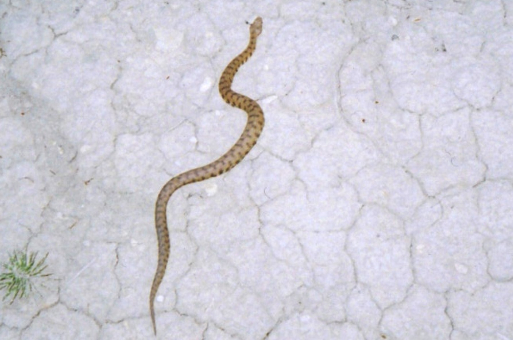 Vipera aspis e Natrix tessellata